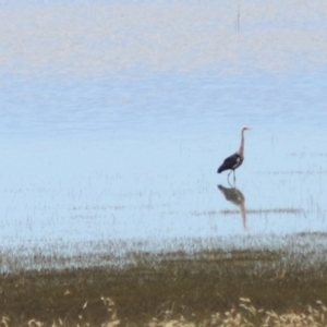 Ardea pacifica at Lake George, NSW - 9 Feb 2022 12:08 PM