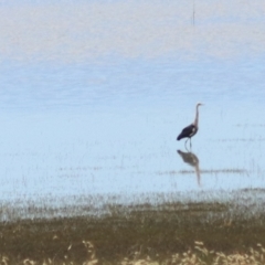 Ardea pacifica at Lake George, NSW - 9 Feb 2022