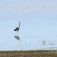 Ardea pacifica at Lake George, NSW - 9 Feb 2022 12:08 PM