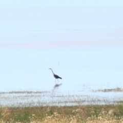 Ardea pacifica at Lake George, NSW - 9 Feb 2022 12:08 PM