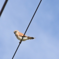 Falco cenchroides (Nankeen Kestrel) at Breadalbane, NSW - 9 Feb 2022 by Rixon