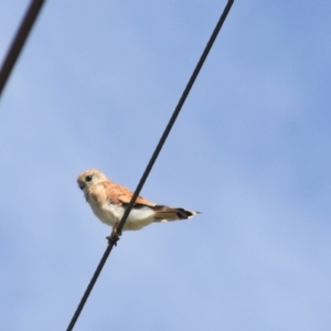 Falco cenchroides at Breadalbane, NSW - 9 Feb 2022