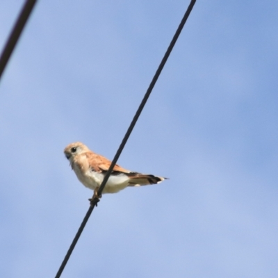 Falco cenchroides (Nankeen Kestrel) at Breadalbane, NSW - 9 Feb 2022 by Rixon