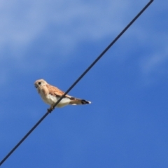 Falco cenchroides at Breadalbane, NSW - 9 Feb 2022