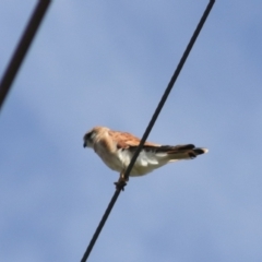 Falco cenchroides at Breadalbane, NSW - 9 Feb 2022