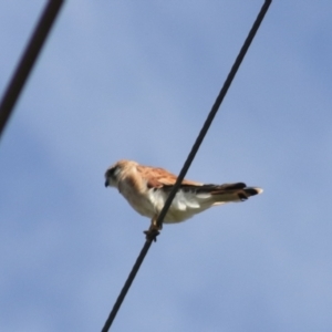 Falco cenchroides at Breadalbane, NSW - 9 Feb 2022