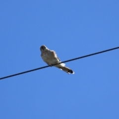 Falco cenchroides at Breadalbane, NSW - 9 Feb 2022