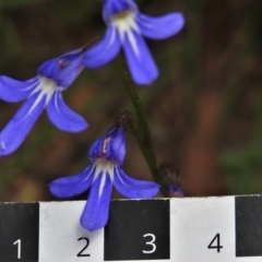 Lobelia simplicicaulis at Paddys River, ACT - 9 Feb 2022 by JohnBundock