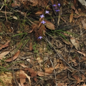 Lobelia simplicicaulis at Paddys River, ACT - 9 Feb 2022