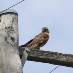 Falco berigora (Brown Falcon) at Breadalbane, NSW - 9 Feb 2022 by Rixon