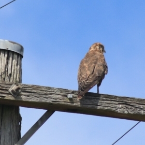 Falco berigora at Breadalbane, NSW - 9 Feb 2022