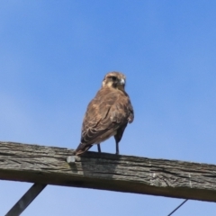 Falco berigora at Breadalbane, NSW - 9 Feb 2022