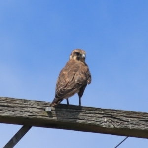 Falco berigora at Breadalbane, NSW - 9 Feb 2022 11:37 AM