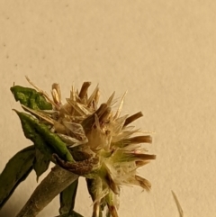 Euchiton sphaericus (Star Cudweed) at Denman Prospect 2 Estate Deferred Area (Block 12) - 6 Feb 2022 by abread111