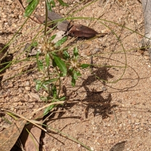 Euchiton sphaericus at Molonglo Valley, ACT - 6 Feb 2022
