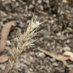 Rytidosperma sp. at Molonglo Valley, ACT - 6 Feb 2022