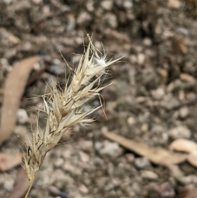Rytidosperma sp. (Wallaby Grass) at Block 402 - 6 Feb 2022 by abread111