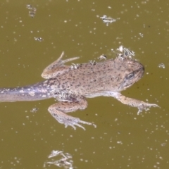 Crinia sp. (genus) (A froglet) at Acton, ACT - 4 Feb 2022 by AlisonMilton