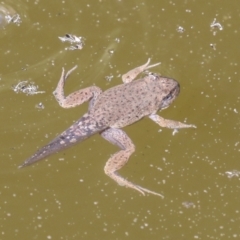 Crinia sp. (genus) at Acton, ACT - 4 Feb 2022