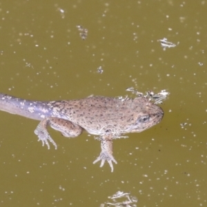 Crinia sp. (genus) at Acton, ACT - 4 Feb 2022