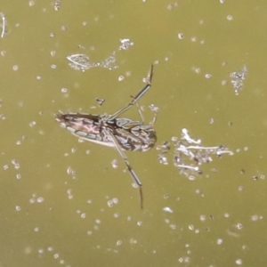 Notonectidae (family) at Acton, ACT - 4 Feb 2022