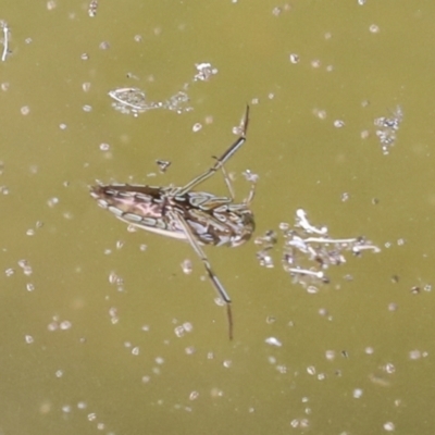 Notonectidae (family) (Backswimmer) at Acton, ACT - 4 Feb 2022 by AlisonMilton