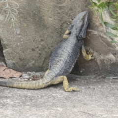 Pogona barbata (Eastern Bearded Dragon) at Acton, ACT - 4 Feb 2022 by AlisonMilton