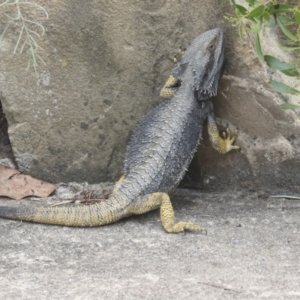 Pogona barbata at Acton, ACT - 4 Feb 2022