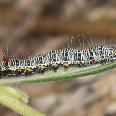 Phalaenoides glycinae (Grapevine Moth) at ANBG - 4 Feb 2022 by AlisonMilton