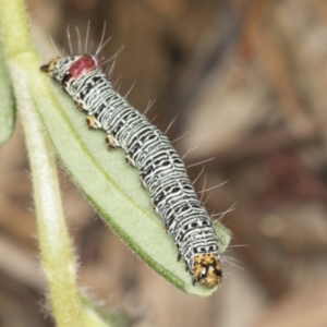 Phalaenoides glycinae at Acton, ACT - 4 Feb 2022