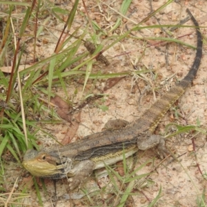 Pogona barbata at Stromlo, ACT - suppressed