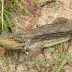 Pogona barbata at Stromlo, ACT - 9 Feb 2022