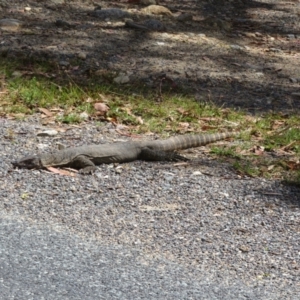 Varanus rosenbergi at Booth, ACT - suppressed