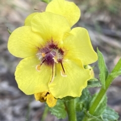 Verbascum virgatum (Green Mullein) at Jagungal Wilderness, NSW - 23 Jan 2022 by Ned_Johnston