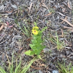 Verbascum virgatum at Jagungal Wilderness, NSW - 24 Jan 2022