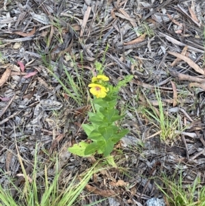 Verbascum virgatum at Jagungal Wilderness, NSW - 24 Jan 2022