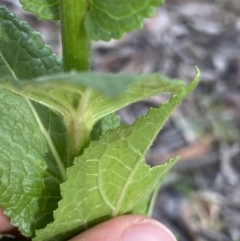 Verbascum virgatum at Jagungal Wilderness, NSW - 24 Jan 2022