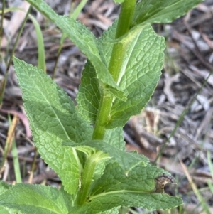 Verbascum virgatum at Jagungal Wilderness, NSW - 24 Jan 2022