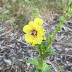 Verbascum virgatum at Jagungal Wilderness, NSW - 24 Jan 2022 08:46 AM