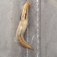 Ambigolimax sp. (valentius and waterstoni) (Striped Field Slug) at Jagungal Wilderness, NSW - 24 Jan 2022 by NedJohnston