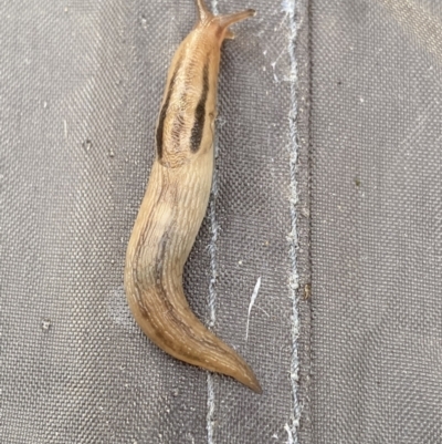 Ambigolimax nyctelia (Striped Field Slug) at Jagungal Wilderness, NSW - 23 Jan 2022 by Ned_Johnston