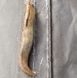 Ambigolimax sp. (valentius and waterstoni) at Jagungal Wilderness, NSW - 24 Jan 2022