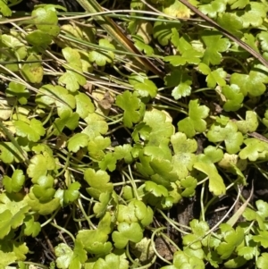 Hydrocotyle sp. at Kosciuszko National Park, NSW - 23 Jan 2022