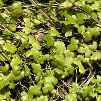 Hydrocotyle sp. at Kosciuszko National Park, NSW - 23 Jan 2022 by Ned_Johnston