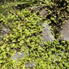 Hydrocotyle sp. at Kosciuszko National Park, NSW - 23 Jan 2022