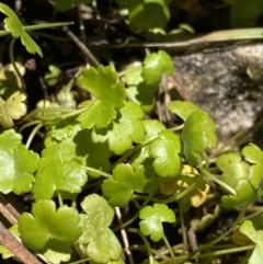 Hydrocotyle sp. at Kosciuszko National Park, NSW - 23 Jan 2022