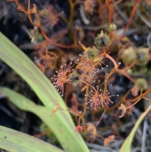 Drosera peltata at Kosciuszko National Park, NSW - 23 Jan 2022 01:42 PM