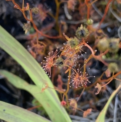 Drosera peltata (Shield Sundew) at Kosciuszko National Park, NSW - 23 Jan 2022 by NedJohnston