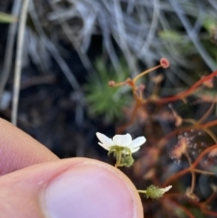 Drosera peltata at Kosciuszko National Park, NSW - 23 Jan 2022 01:42 PM