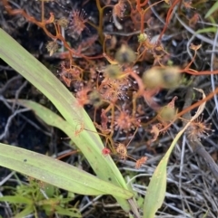 Drosera peltata at Kosciuszko National Park, NSW - 23 Jan 2022
